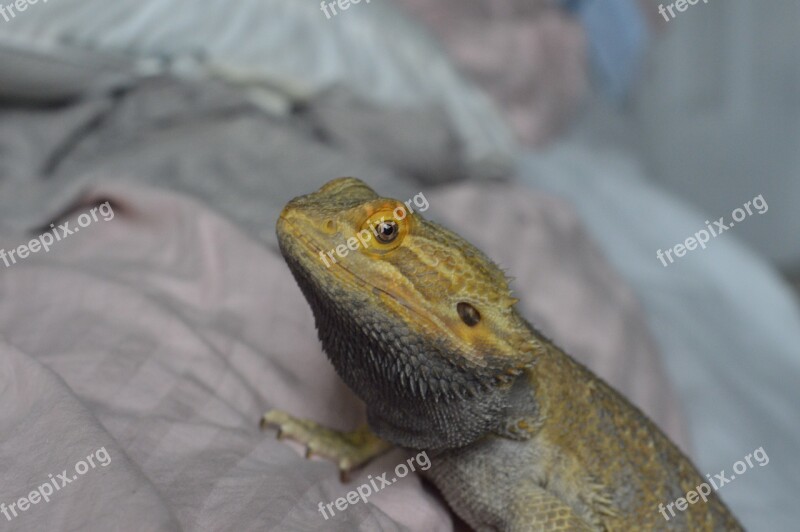 Dragon Bearded Dragon Reptile Wildlife Pet