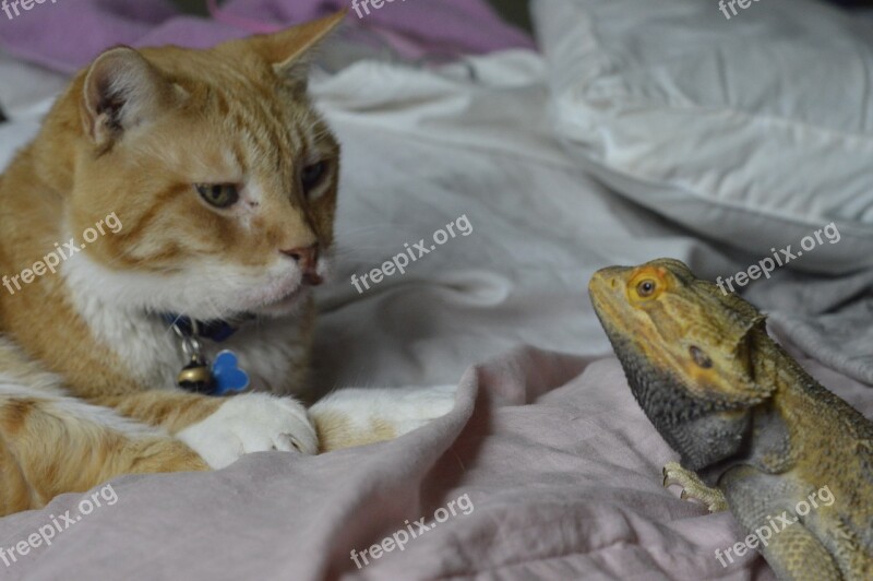 Feline Cat Reptile Bearded Dragon Eye To Eye