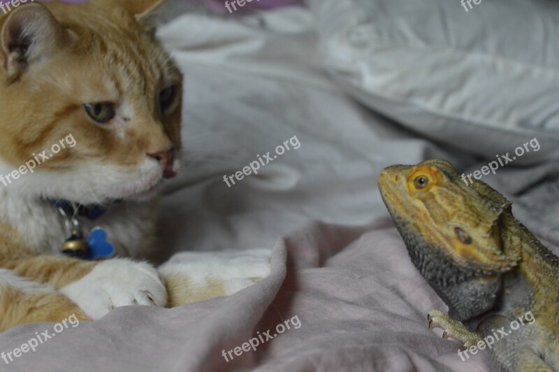 Cat Dragon Reptile Feline Animal