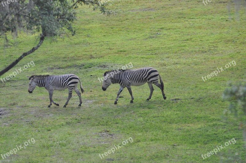 Zebra Savannah Animal Free Photos