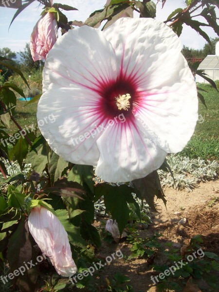 Hibiscus Flower Hibiscus Moon Big Flower Free Photos