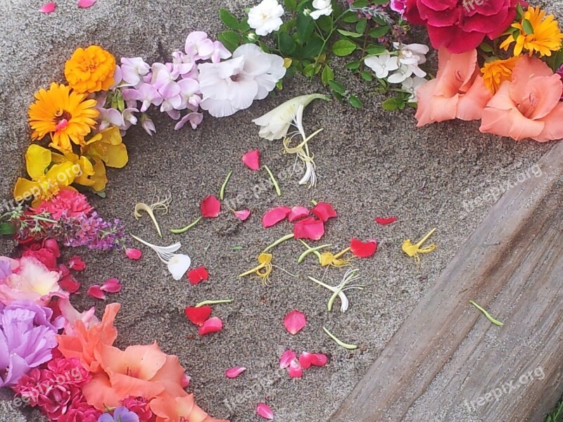 Flowers Fresh Flowers Flora Sand Flower