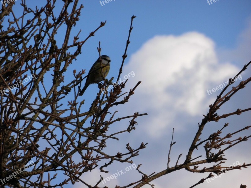 Bird Bush Sky Cloud Blue Tit