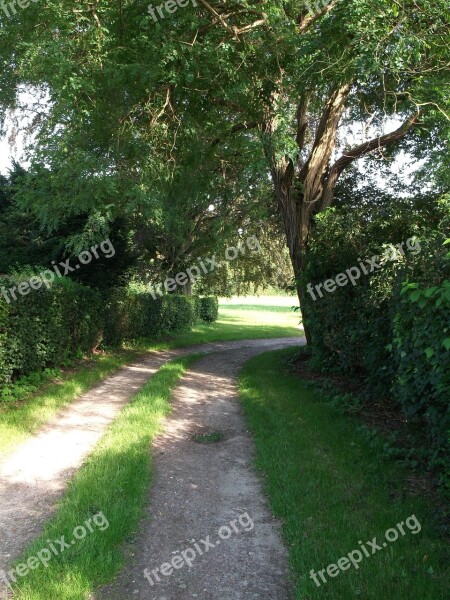 Tree Landscape Bushes Shrubs Migratory Path