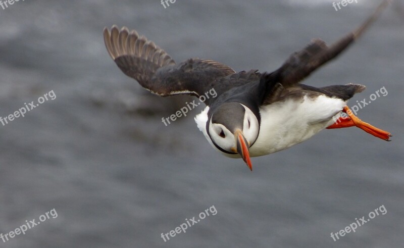 Puffin Bird Flying Wing Nature Flying