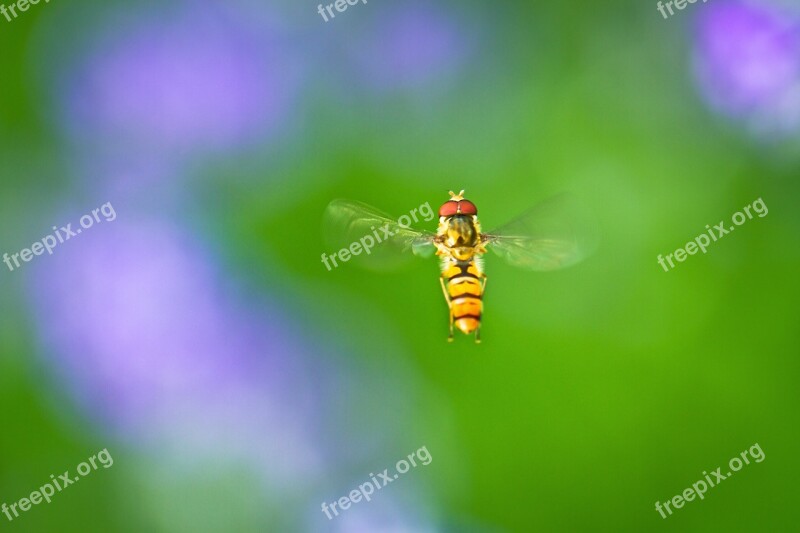 Hoverfly Macro Close Up In Flight Flying