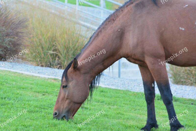 Mustang Wild Horse Free Photos