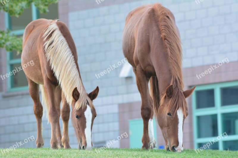 Wild Horse Mustang Mare Colt