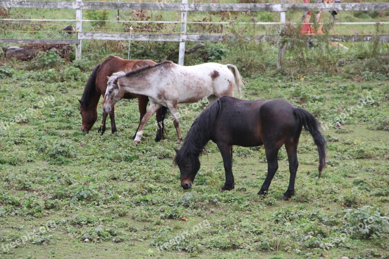 Country Horses New England Farm Farm Nature