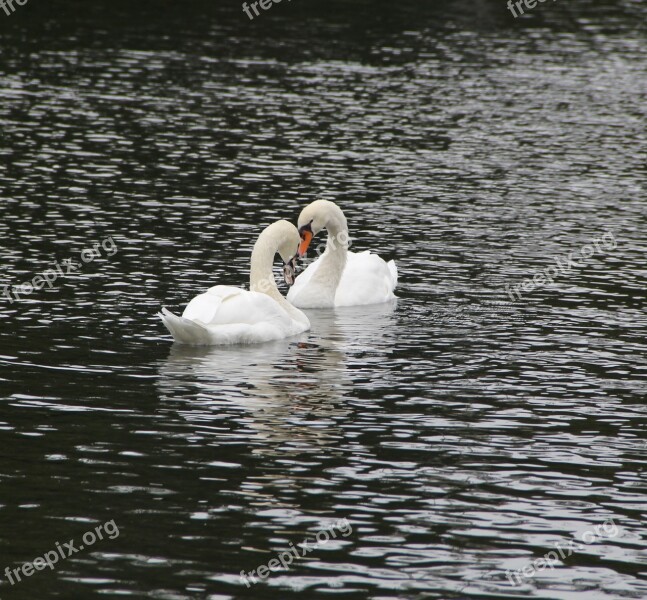 Boston Commons Lovebirds Swans Park Lake