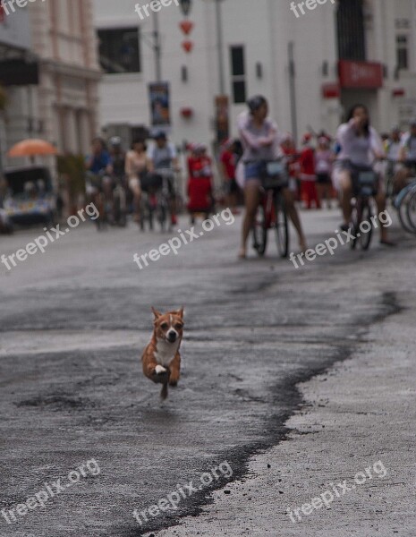 Dog Cute Pet Animal Puppy