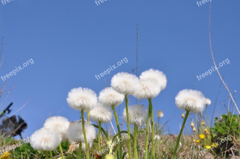 Nature Dandelions Meadow Summer Free Photos