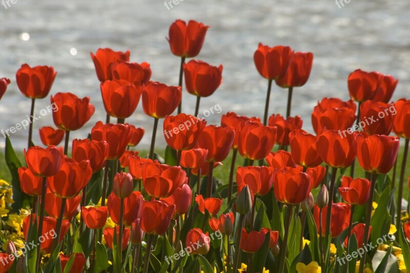 Tulips Flower Discounts Spring Free Photos