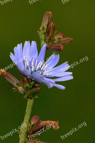 Flower Blossom Bloom Blue Wild Flower