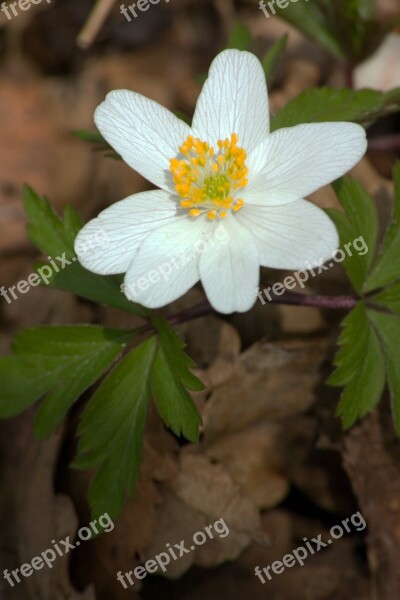 Anemone Flower Wild Plant Free Photos