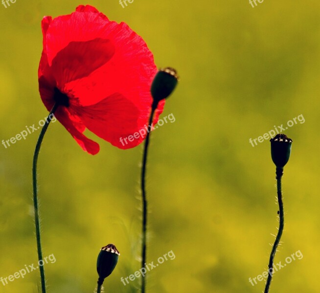 Macro Klatschmohn Poppy Flower Free Photos