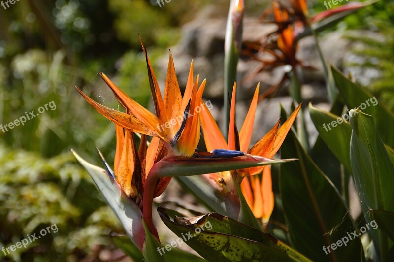 Exotic Flower Orange St Michaels Mount Penance Marazion