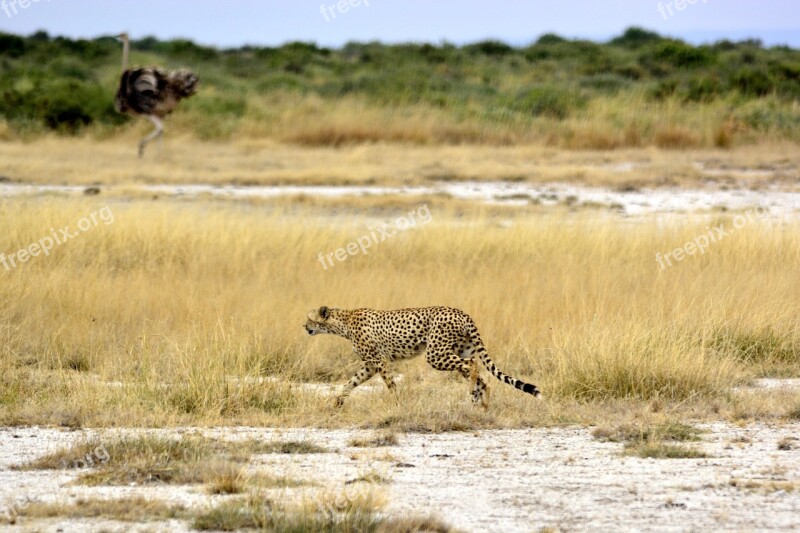 Cheetah Africa The Ostrich Amboseli Kenya