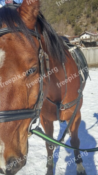 Horse Bridle Saddle Brown Fur