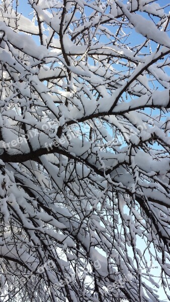 Bucharest Winter Trees Free Photos