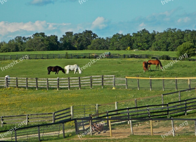 Horses Farm Field Animal Nature