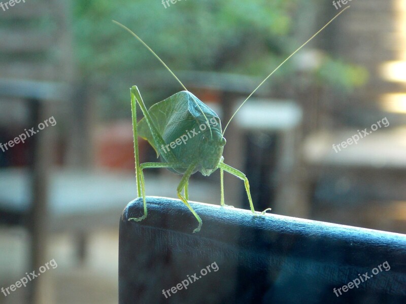 Cricket Katydid Grasshopper Insect Nature