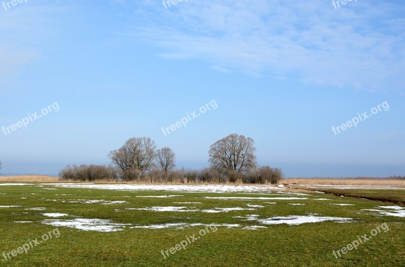 Meadow Pasture Reed Trees Nature