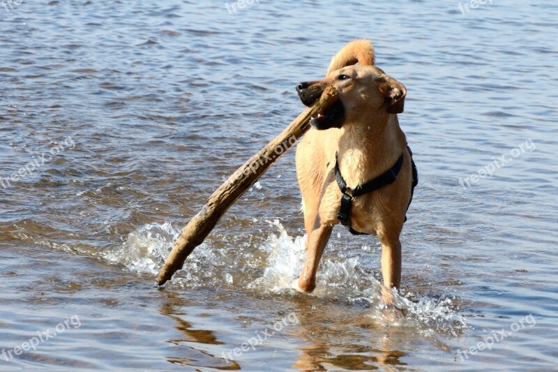 Retrieve Dog Brown Young Dog Quadruped