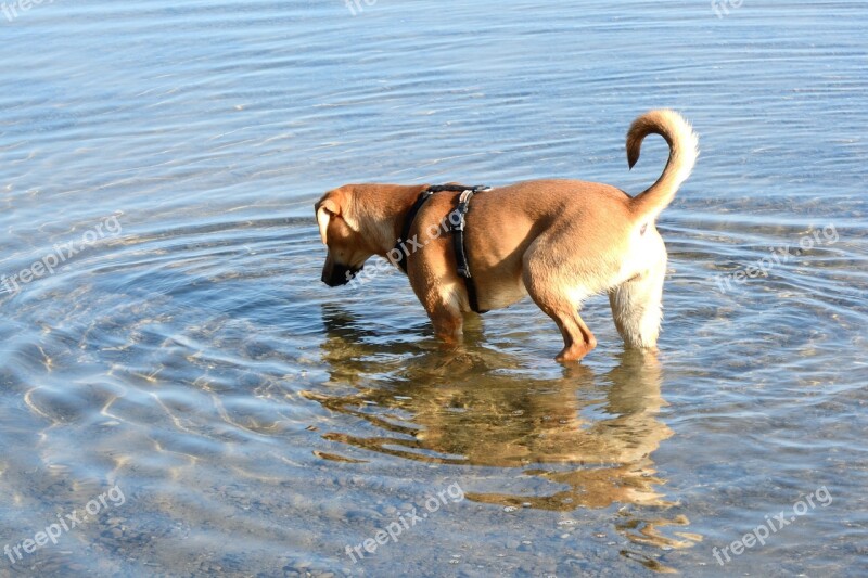 Dog Brown Young Dog Quadruped Play