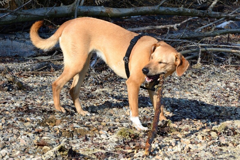 Dog Brown Young Dog Quadruped Play