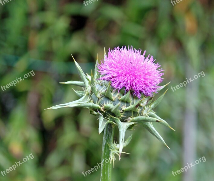 Close Up Plant Flower Garden Plant Purple