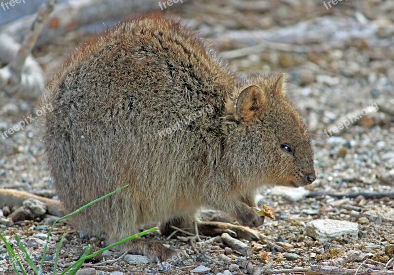 Quokka Marsupial Kangaroo West Australia Rottnest Island