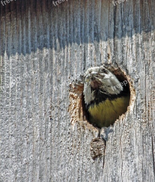 Blue Tit Food Nesting Box Eat Songbird