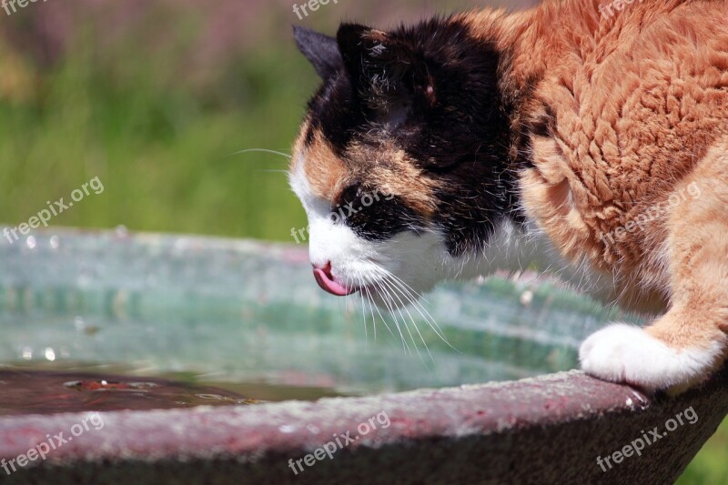 Cat Thirst Drink Water Pet