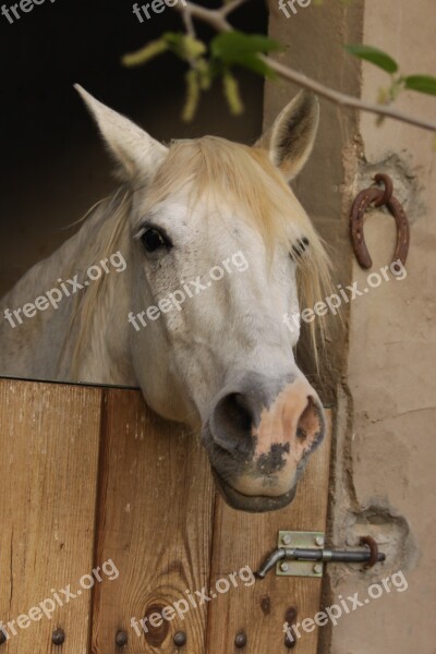 Horse Mammal Animal Horse Riding Poultry Free Photos