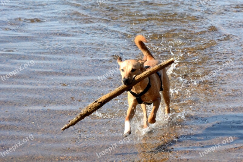 Retrieve Dog Brown Young Dog Quadruped