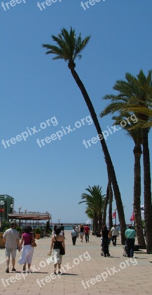 Spain Palm Tree Leaning Hot Sunny