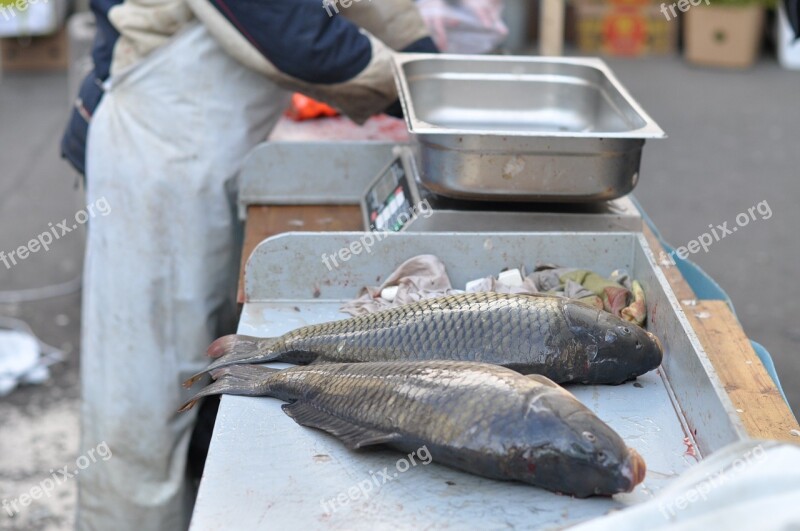 Carp Harvesting Scales Free Photos