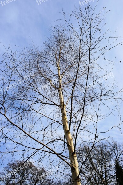 Birch Tree Nature Sky Blue