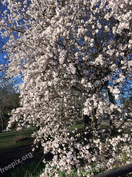 Cherry Flowers Tree Cherry Branches Pink