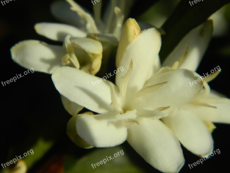 Flor De Café Landscape Blooming Flowers Of The Field Nature