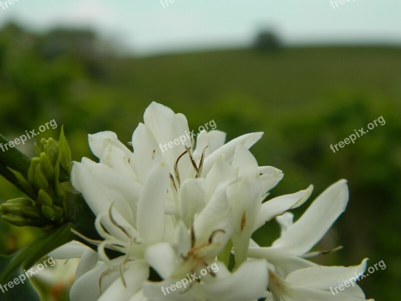 Flower Plant Landscape Blooming Flowers Of The Field