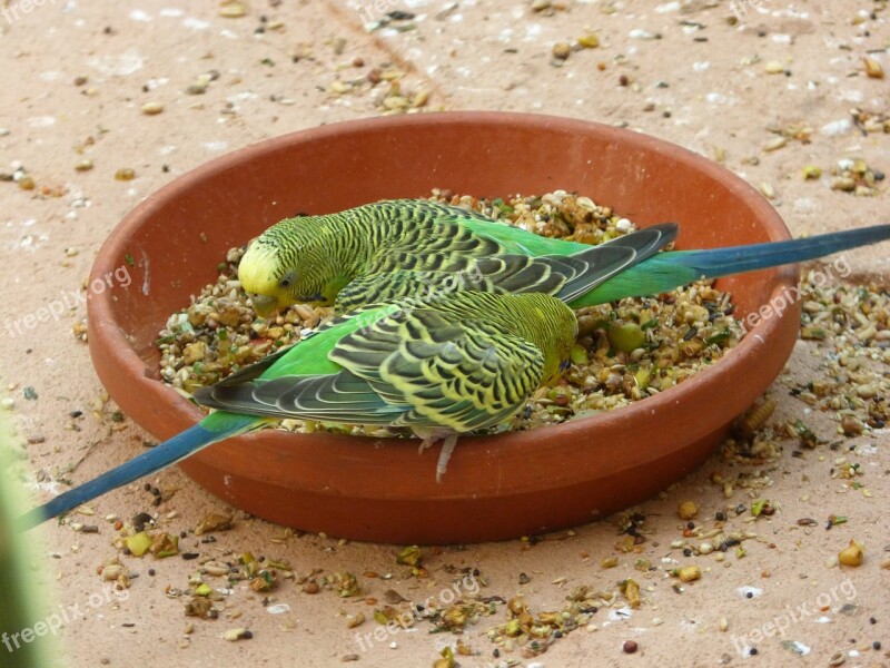 Zoo Birds Plumage Feather Parrot