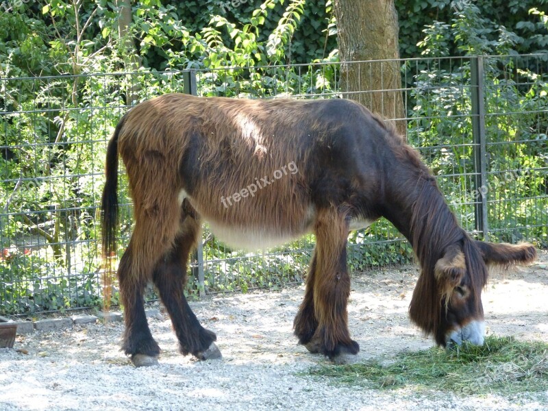 Zoo Donkey Ungulate Brown Free Photos