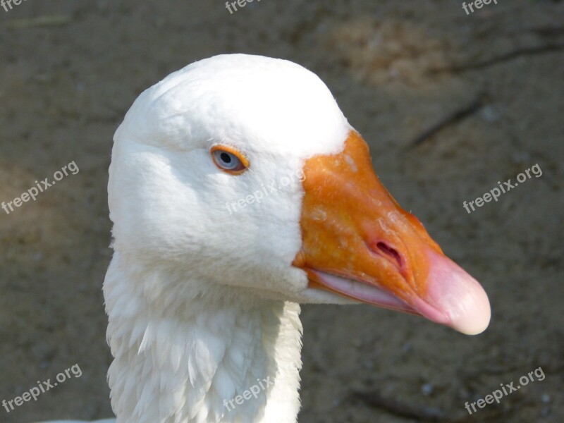 Zoo Animal Bird Goose Fauna