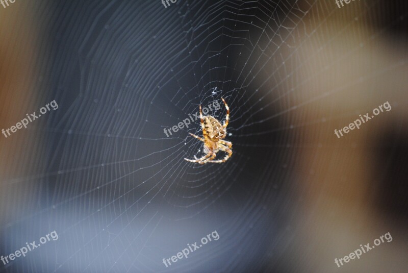 Spider Web Spiderweb Nature Scary