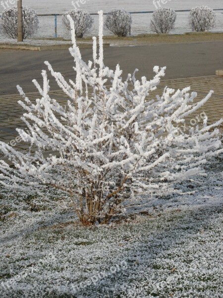 Winter's Day Hoarfrost Ice-covered Bush Free Photos