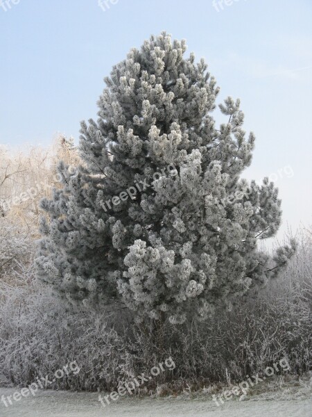 Winter's Day Hoarfrost Ice-covered Tree Free Photos