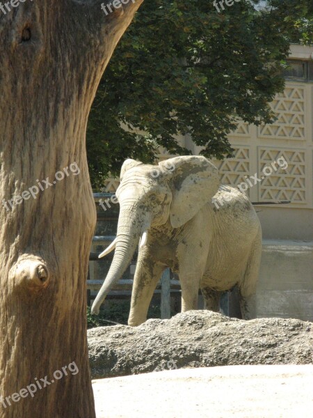 Elephant Zoo Basel Outdoor Enclosures Elephant House Free Photos