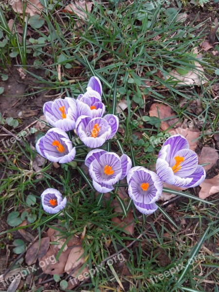 Crocus Spring Flowers Purple Nature